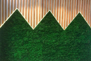 Стена-пано, Компания Манго-телеком